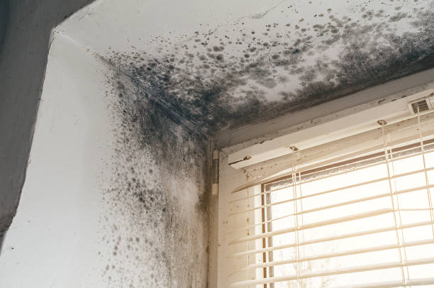 Affordable Basement Mold Removal solutions in Nashville, MI