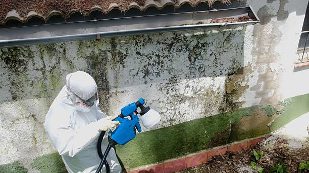 Top rated local Basement Mold Removal specialists in Nashville, MI